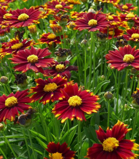 Coreopsis grandiflora 'Uptick Red'